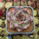 Echeveria 'White Soul' 2" Succulent Plant Cutting