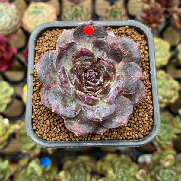 Echeveria 'White Soul' 2" Succulent Plant Cutting