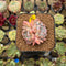 Echeveria 'Herace' 2" Succulent Plant Cutting