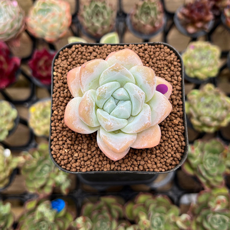 Echeveria 'Icy Green' 2" Succulent Plant Cutting