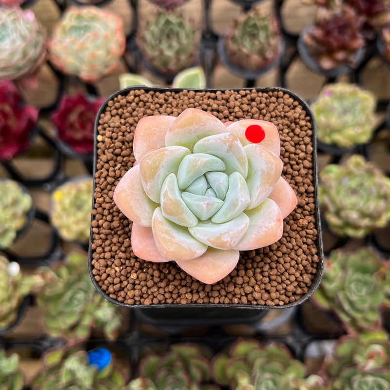 Echeveria 'Icy Green' 2" Succulent Plant Cutting