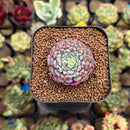 Echeveria 'Minima' 1" Succulent Plant Cutting