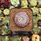 Echeveria 'Minima' 1" Succulent Plant Cutting