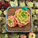 Echeveria 'Pines' 2" Succulent Plant Cutting