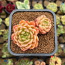 Echeveria 'Pines' 2" Succulent Plant Cutting