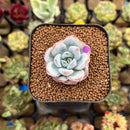 Echeveria 'Miss Jin' 1" Type A Succulent Plant Cutting