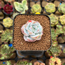 Echeveria 'Miss Jin' 1" Type A Succulent Plant Cutting