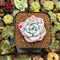 Echeveria 'Miss Jin' 1" Type A Succulent Plant Cutting