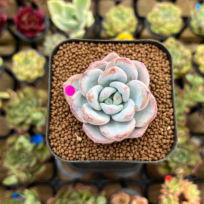 Echeveria 'Miss Jin' 1" Type A Succulent Plant Cutting