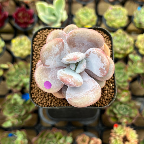 Graptoveria 'Lalla' 2" Succulent Plant Cutting