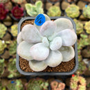 Pachyphytum sp. 2"-3" Succulent Plant Cutting