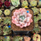 Echeveria 'Miss Jin' 2" Type B Succulent Plant Cutting