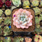 Echeveria 'Miss Jin' 2" Type B Succulent Plant Cutting