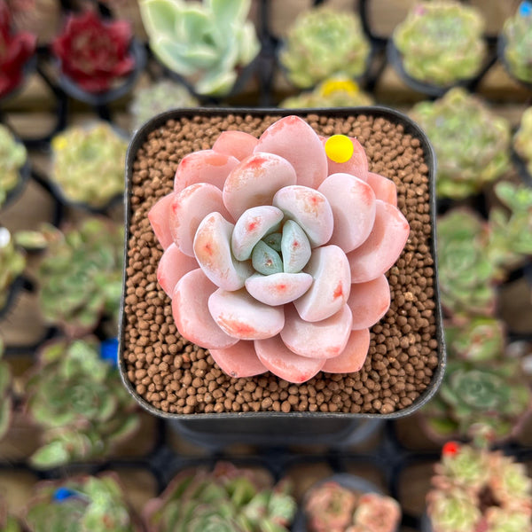 Echeveria 'Miss Jin' 2" Type B Succulent Plant Cutting