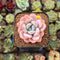 Echeveria 'Miss Jin' 2" Type B Succulent Plant Cutting