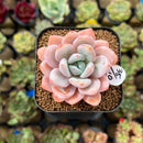 Echeveria 'Miss Jin' 2" Type B Succulent Plant Cutting