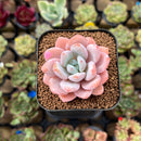 Echeveria 'Miss Jin' 2" Type B Succulent Plant Cutting