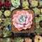 Echeveria 'Miss Jin' 2" Type B Succulent Plant Cutting