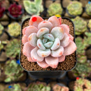 Echeveria 'Miss Jin' 2" Type B Succulent Plant Cutting