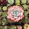 Echeveria 'Miss Jin' 2" Type B Succulent Plant Cutting