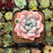 Echeveria 'Miss Jin' 2" Type B Succulent Plant Cutting