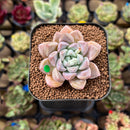 Echeveria 'Loris' 2" Succulent Plant Cutting