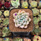 Echeveria 'Loris' 2" Succulent Plant Cutting