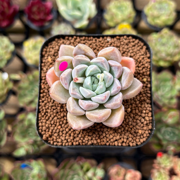 Echeveria 'Loris' 2" Succulent Plant Cutting