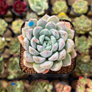 Echeveria 'Loris' 2" Succulent Plant Cutting