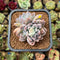 Echeveria 'Loris' 2" Succulent Plant Cutting