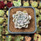 Echeveria 'Loris' 2" Succulent Plant Cutting