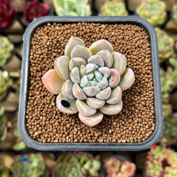 Echeveria 'Loris' 2" Succulent Plant Cutting