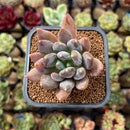 Pachyphytum 'Black Swan' 1"-2" Succulent Plant Cutting