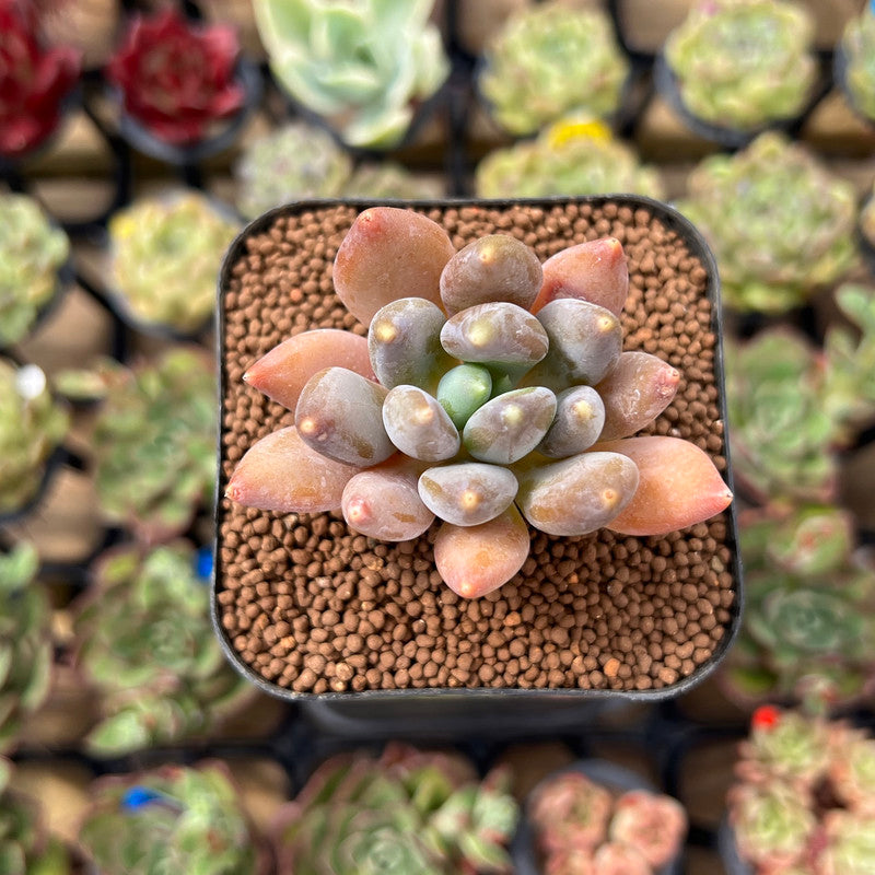 Pachyphytum 'Black Swan' 1"-2" Succulent Plant Cutting