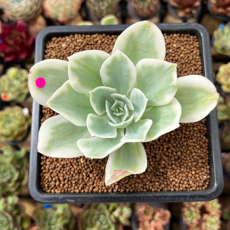 Echeveria 'Lemon Rose' Variegated 3"-4" Succulent Plant Cutting