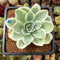 Echeveria 'Lemon Rose' Variegated 3"-4" Succulent Plant Cutting