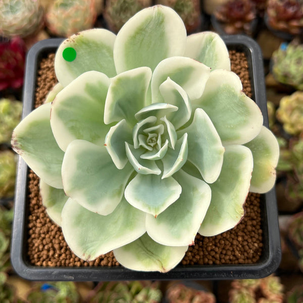 Echeveria 'Lemon Rose' Variegated 3"-4" Succulent Plant Cutting