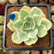 Echeveria 'Lemon Rose' Variegated 3"-4" Succulent Plant Cutting