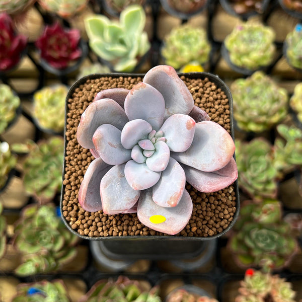 Graptoveria 'Raon' 1 Succulent Plant Cutting