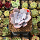 Graptoveria 'Raon' 1 Succulent Plant Cutting