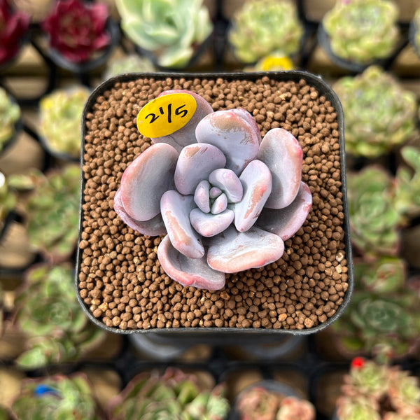 Graptoveria 'Raon' 1 Succulent Plant Cutting