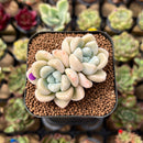 Graptoveria 'Muellery' 2" Succulent Plant Cutting