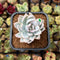 Pachyveria 'Simonoasa' Variegated 2" Succulent Plant Cutting