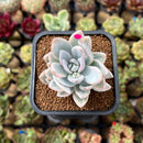 Pachyveria 'Simonoasa' Variegated 2" Succulent Plant Cutting