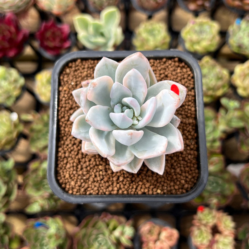 Pachyveria 'Simonoasa' Variegated 2" Succulent Plant Cutting