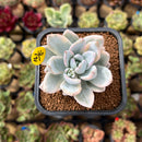 Pachyveria 'Simonoasa' Variegated 2" Succulent Plant Cutting