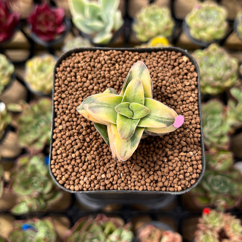 Crassula 'Springtime' Variegated 1" Succulent Plant Cutting