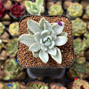 Pachyveria 'Apollon' Variegated 2" Succulent Plant Cutting