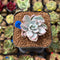 Pachyveria 'Apollon' Variegated 2" Succulent Plant Cutting