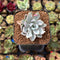 Pachyveria 'Apollon' Variegated 2" Succulent Plant Cutting